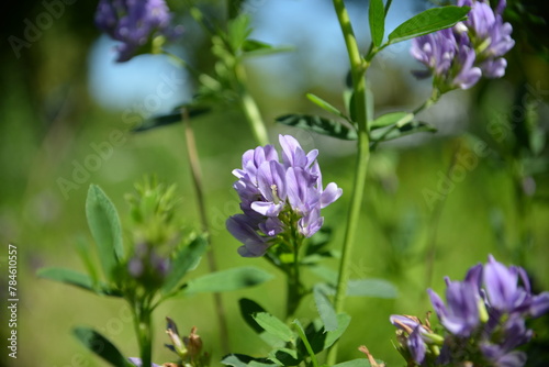 Blühende Blume