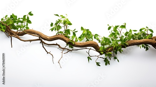 realistic twisted jungle branch with plant UHD Wallpaper
