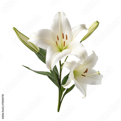 isolated white lilies on background.