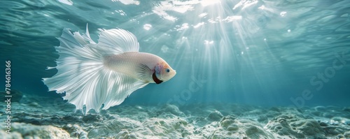 Large white fish swimming in the ocean photo