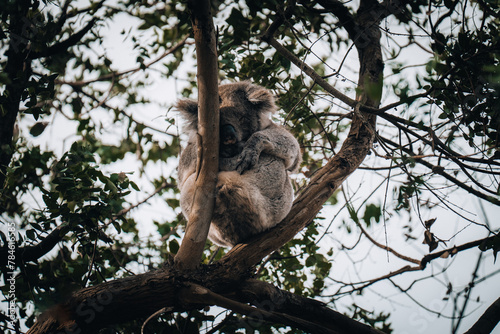 Fototapeta Naklejka Na Ścianę i Meble -  Koala in the wild with gum tree on the Great Ocean Road, Australia. Somewhere near Kennet river. Victoria, Australia.