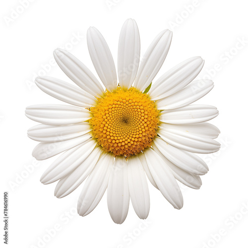 White and yellow daisy flower isolated on background.