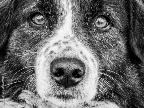 Gazing into the canine soul. The intriguing world of dog face eyes. Black and white. Monochrome, contrast.