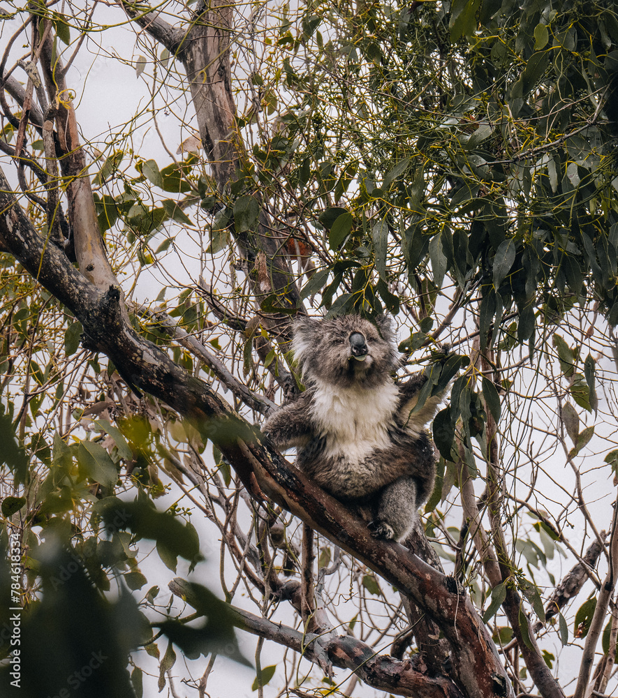 Obraz premium Koala in the wild with gum tree on the Great Ocean Road, Australia. Somewhere near Kennet river. Victoria, Australia.