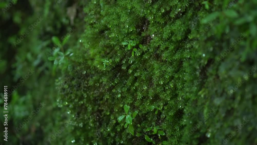 もののけの森_白谷雲水峡 もののけの森_白谷雲水峡