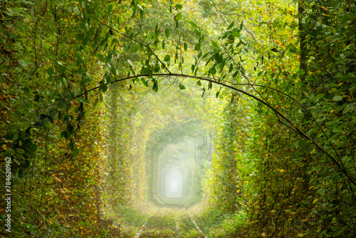 Romantic Green Branch in the Sunny Tunnel of Love