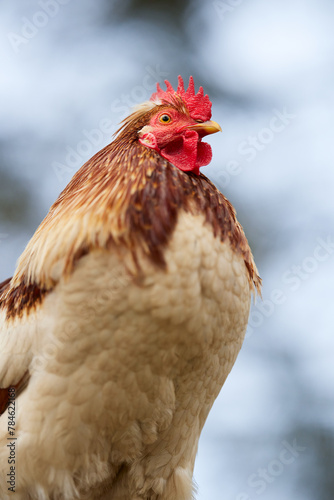 Proud white brown rooster isolated on sky background