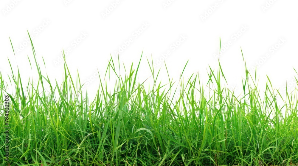 green grass white background green grass white background