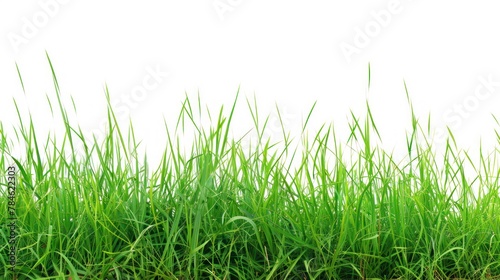 green grass white background