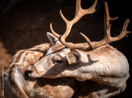 Solitary Stag: A Moment of Loneliness