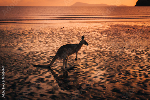 Kangaroo Wallaby at the beach during sunrise in cape hillsborough national park  Mackay. Queensland  Australia.