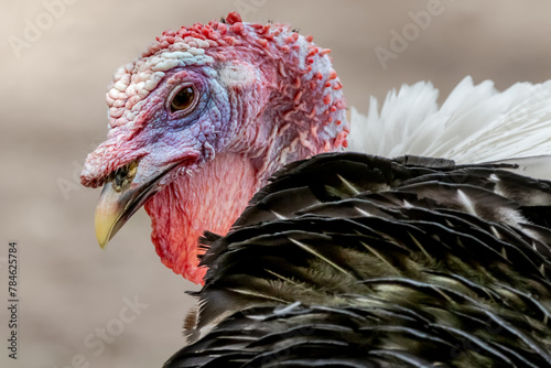 Turkey bird close up view