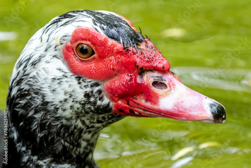 Close up portrait of Muscovy duck in the nature