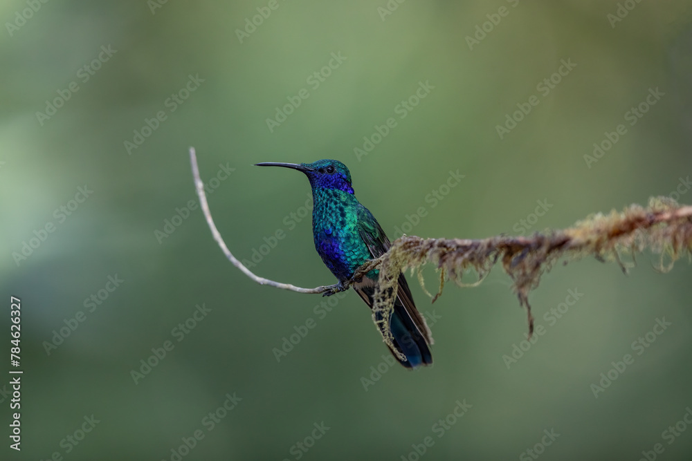 Beautiful hummingbird perched on an attractive branch. Sparkling violetear (Colibri coruscans) can be found throughout the Andes. This one was in Ecuador. Beautiful hummingbird perched on an attractive branch. Sparkling violetear (Colibri coruscans) can be found throughout the Andes. This one was in Ecuador.