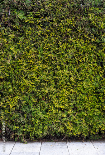 Green cut bush high-resolution photo
