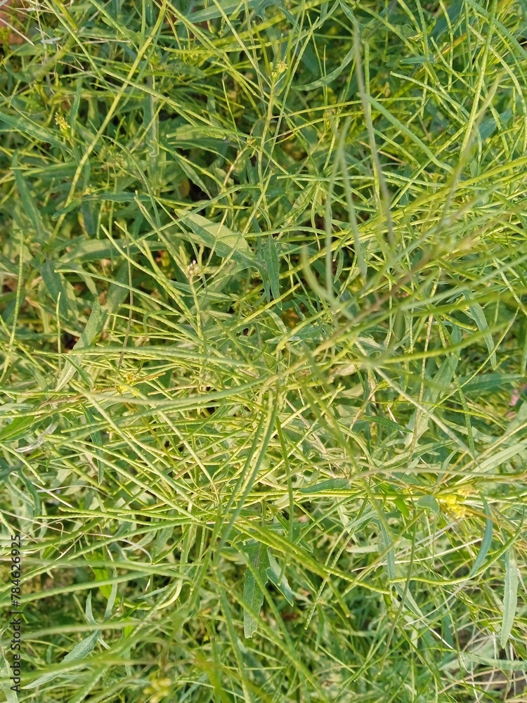 close up of green grass, green background, green needles grass field, beauty of nature close up of green grass, green background, green needles grass field, beauty of nature