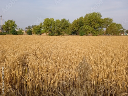 wheat field in the summer, golden field of wheat, wheat field against sky, beautiful scenery of nature