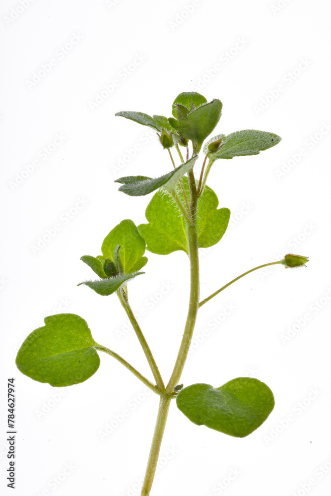 Efeublättriger Ehrenpreis, Veronica hederifolia Efeublättriger Ehrenpreis, Veronica hederifolia