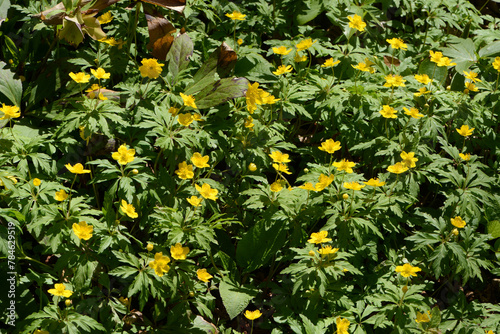 Gelbe Windröschen,  Anemone ranunculoides photo