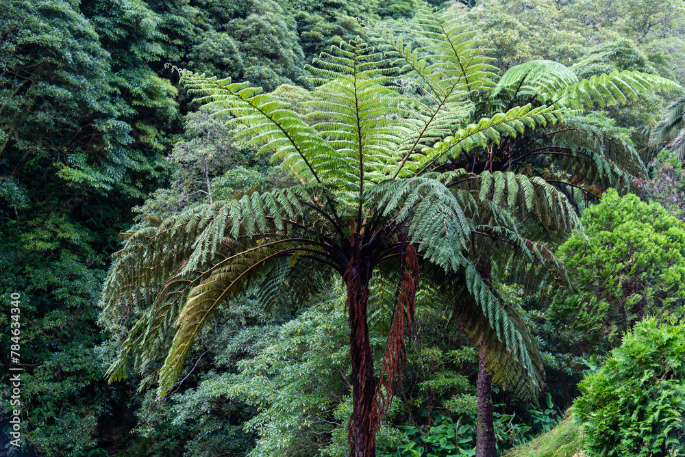 Fototapeta premium Parque Natural da Ribeira dos Caldeiroes in Sao Miguel Island, Azores