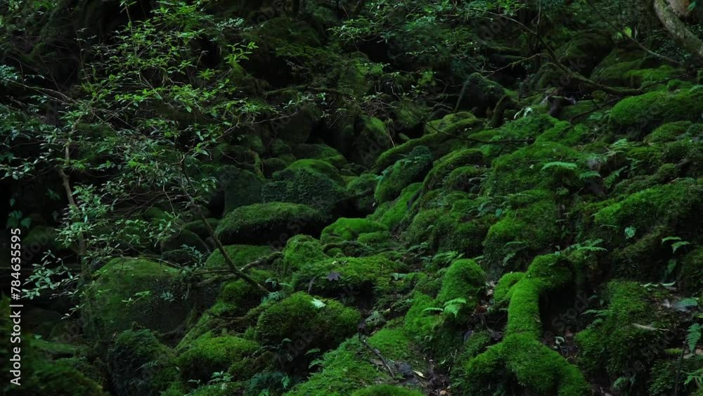 もののけの森_白谷雲水峡