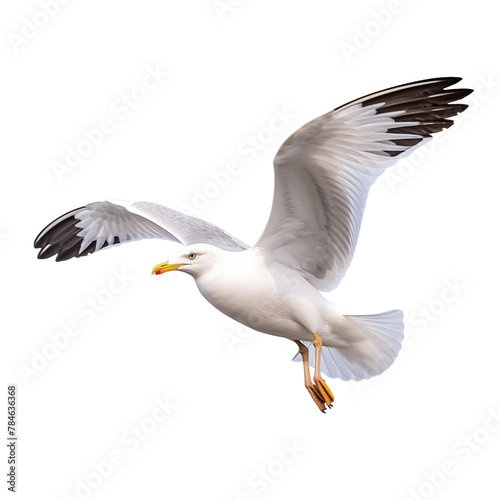 seagull in flight isolated on background.