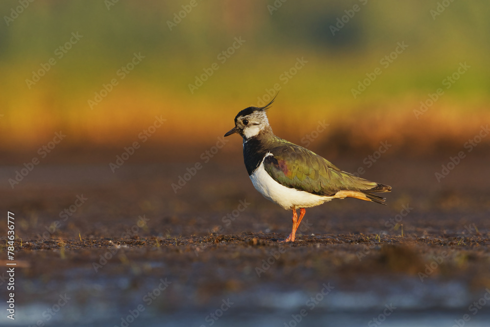 Northern lapwing (Vanellus vanellus) searching for food in the wetlands in summer. Northern lapwing (Vanellus vanellus) searching for food in the wetlands in summer.