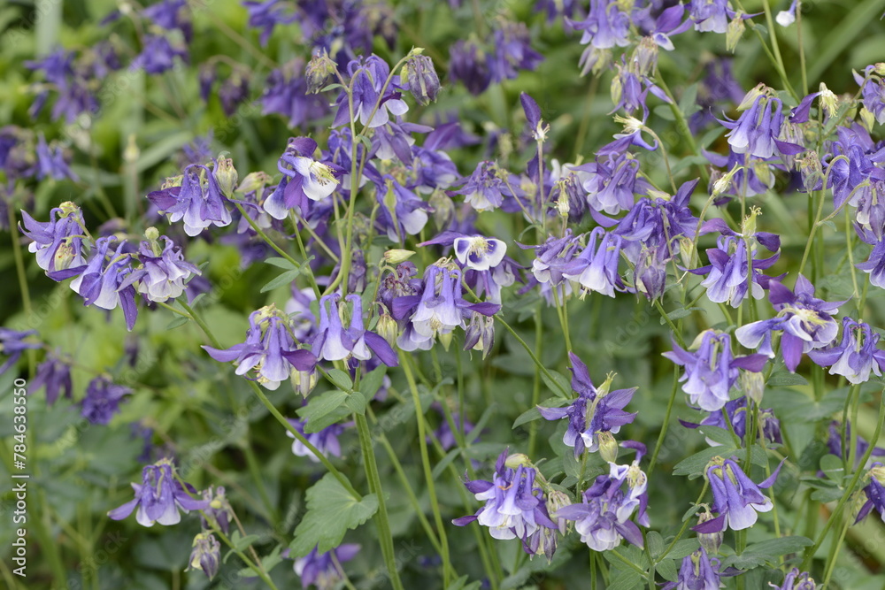 Akeleie, Langspornige, Aquilegia caerulea, Langspornige Akelei 'Himmelblau