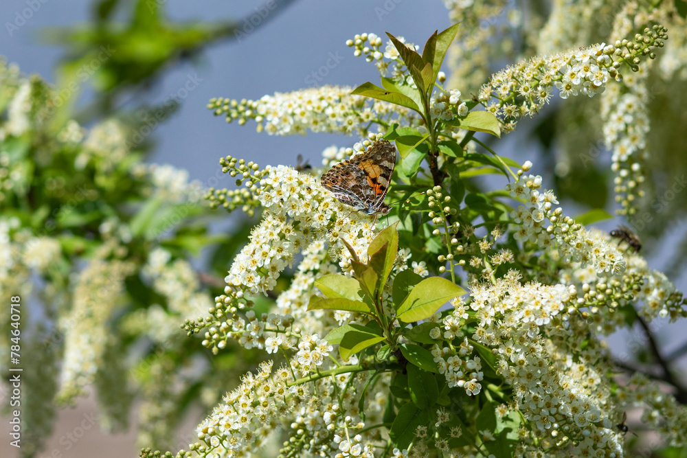 a bright beautiful butterfly sits on a branch of a flowering bush a bright beautiful butterfly sits on a branch of a flowering bush