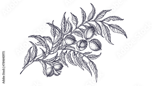 Pecan branch. Ink sketch of raw nuts. Vector tree photo