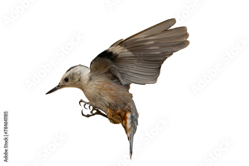 White-breasted Nuthatch (Sitta carolinensis) High Resolution Photo, in Flight, Over a Transparent PNG Background