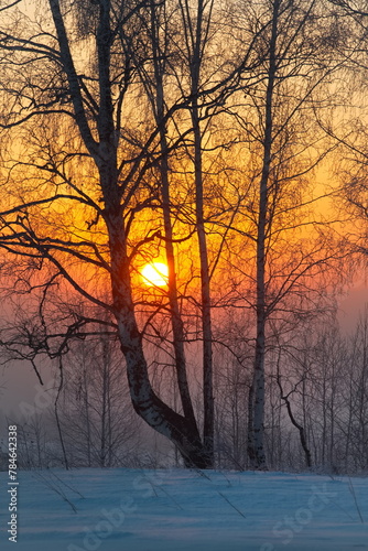 Russia. Kemerovo region - Kuzbass. Sunrise on a frosty winter morning through birch trees without foliage. photo