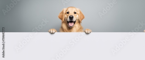 A golden retriever dog is holding a blank sign in its paws. The dog is smiling and looking up at the camera