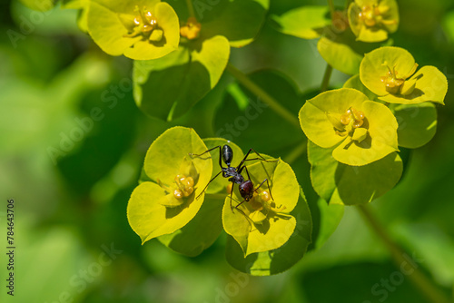 Close up an ant with abrown head and black body on the yellow and green Euphorbia hellioscopia AKA Sun Spurge or Madwoman's milk in Ramat Menashe Park in Israel. photo