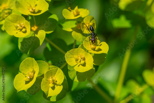 Close up an ant with abrown head and black body on the yellow and green Euphorbia hellioscopia AKA Sun Spurge or Madwoman's milk in Ramat Menashe Park in Israel. photo