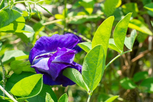 Butterfly pea flowers grow naturally.