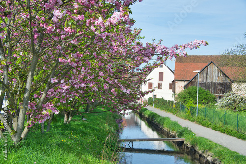 Frühling in Ettenheim in der Ortenau