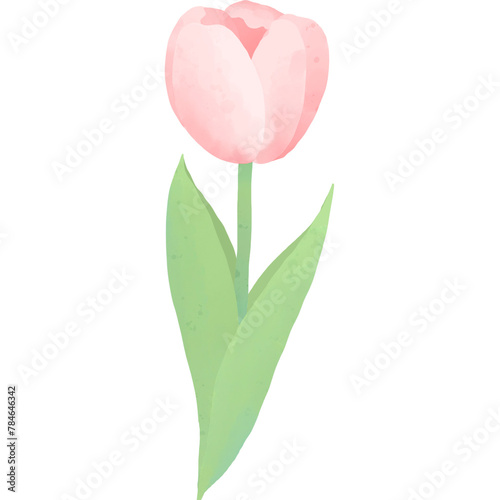 tulips #784646342