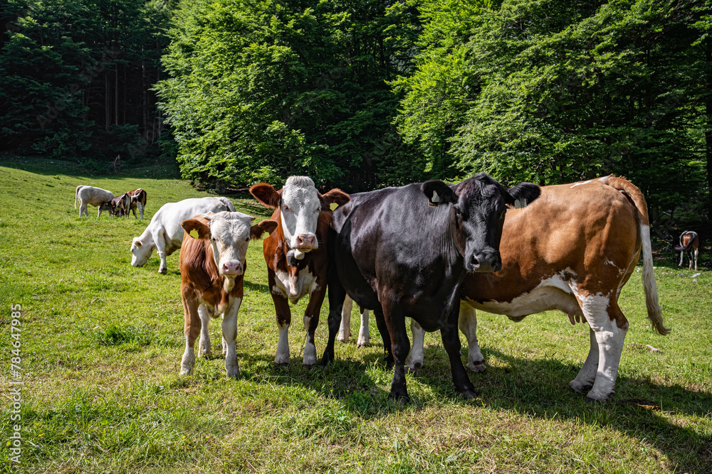 Landschaftspflege in den Alpen - Fleckvieh beweiden eine bewaldete und felsige Alm im Hochgebirge. Landschaftspflege in den Alpen - Fleckvieh beweiden eine bewaldete und felsige Alm im Hochgebirge.