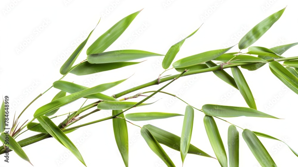 Green tropical bamboo isolated on white background wallpaper Green tropical bamboo isolated on white background wallpaper