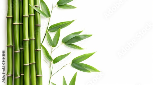 Green tropical bamboo isolated on white background wallpaper