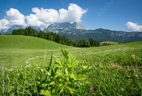 Grüne Almen und Wiesen in der Nähe des Wilden Kaiser Hochgebirges im Frühsommer.Landschaftsfoto.