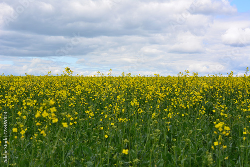 a rapeseed field with a cloudy sky in the background copy space