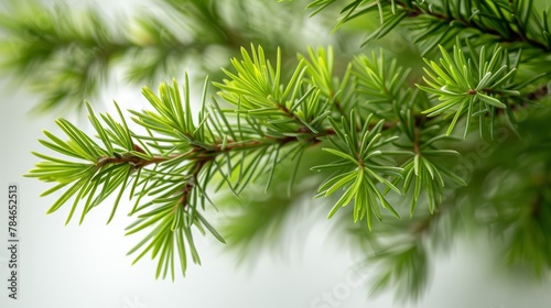 Melaleuca Alternifolia (Tea Tree) Foliage Up Close Generative AI