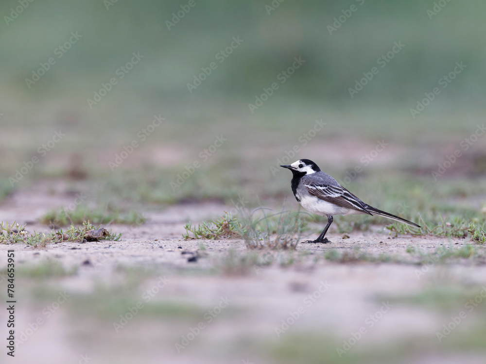 Fototapeta premium Gray white wagtail , Motacilla alba standing 
