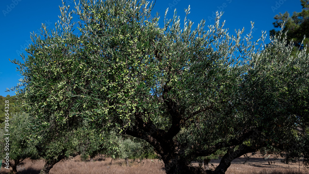 Olive tree on the island of Rhodes