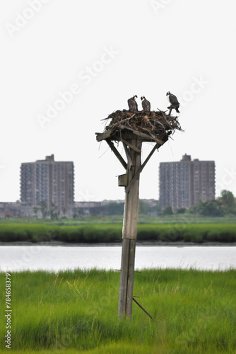 Three Ospreys in New York (Pandion Haliaetus) photo
