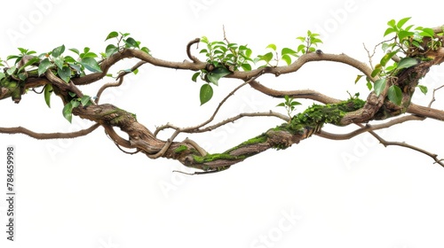 Jungle liana isolated on white background wallpaper