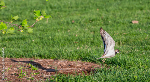 Closeup of a killdeer taking off from the ground. photo