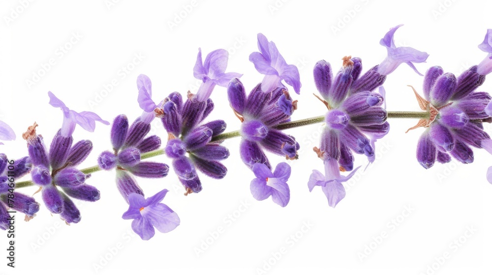 Lavender bloom bouquet isolated on white background wallpaper Lavender bloom bouquet isolated on white background wallpaper